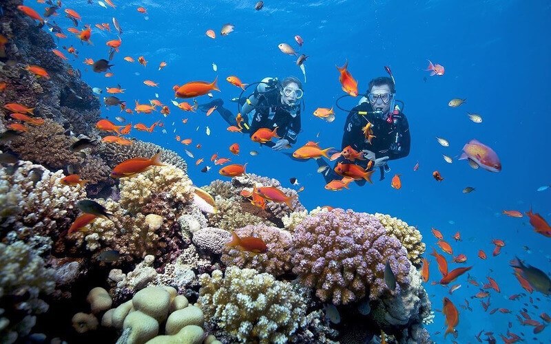 Cham Island – Diving Daily Tour